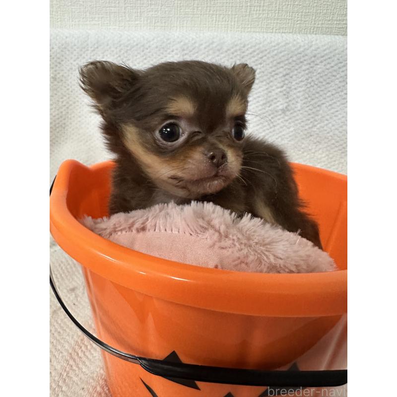 販売中の福岡県のチワワ(ロングコート)-441817の7枚目