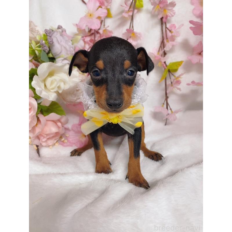 成約済の千葉県のトイマンチェスターテリア-443348の4枚目