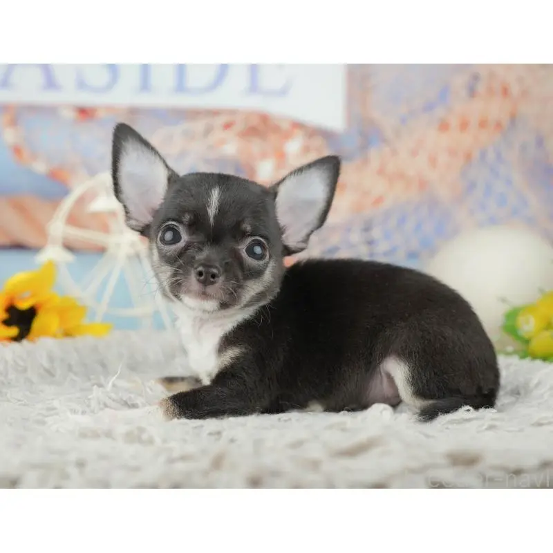 成約済の神奈川県のチワワ(スムースコート)-446783の11枚目