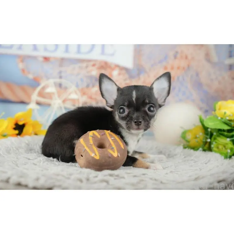 成約済の神奈川県のチワワ(スムースコート)-446783の8枚目