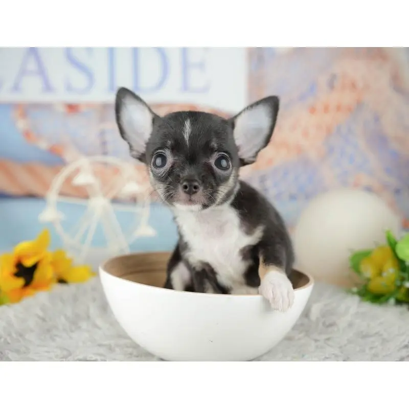 成約済の神奈川県のチワワ(スムースコート)-446783の7枚目