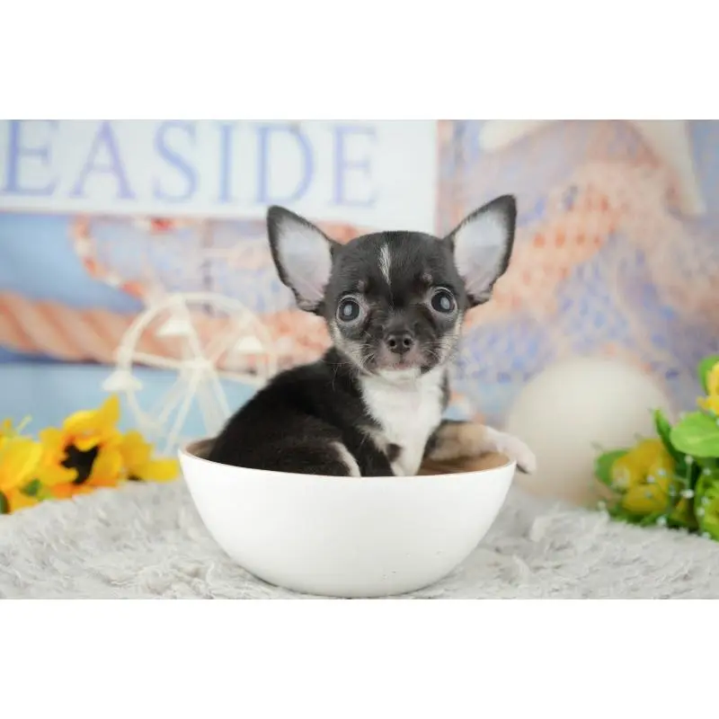 成約済の神奈川県のチワワ(スムースコート)-446783の6枚目