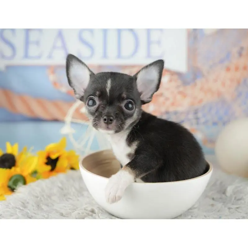 成約済の神奈川県のチワワ(スムースコート)-446783の5枚目