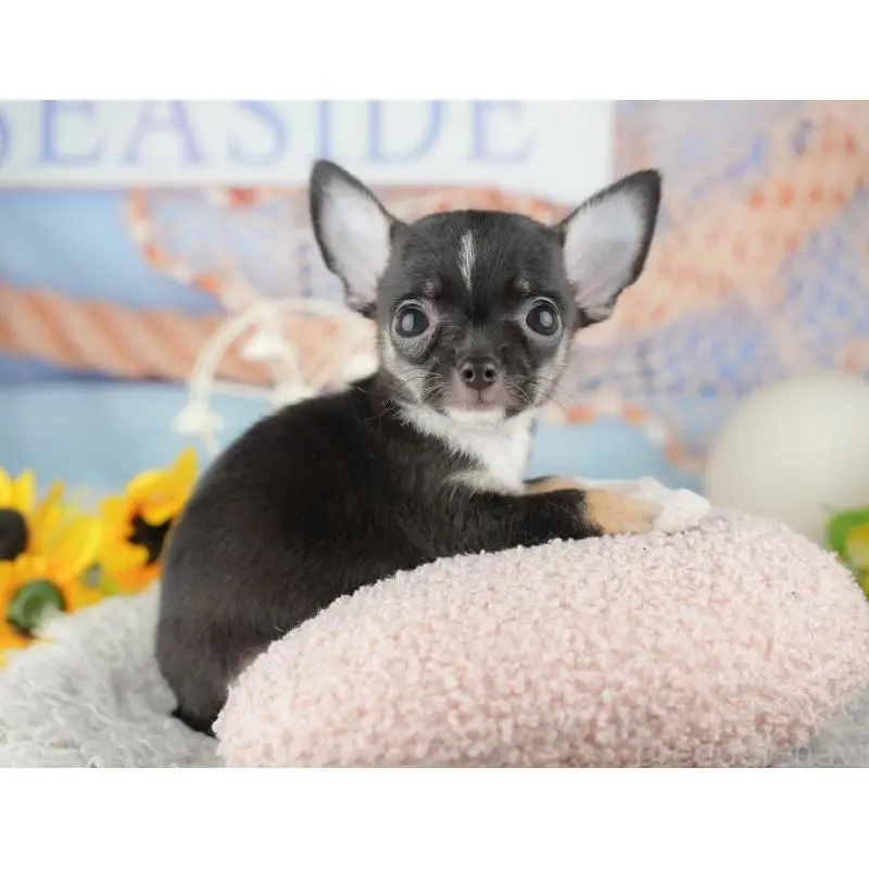 成約済の神奈川県のチワワ(スムースコート)-446783の4枚目