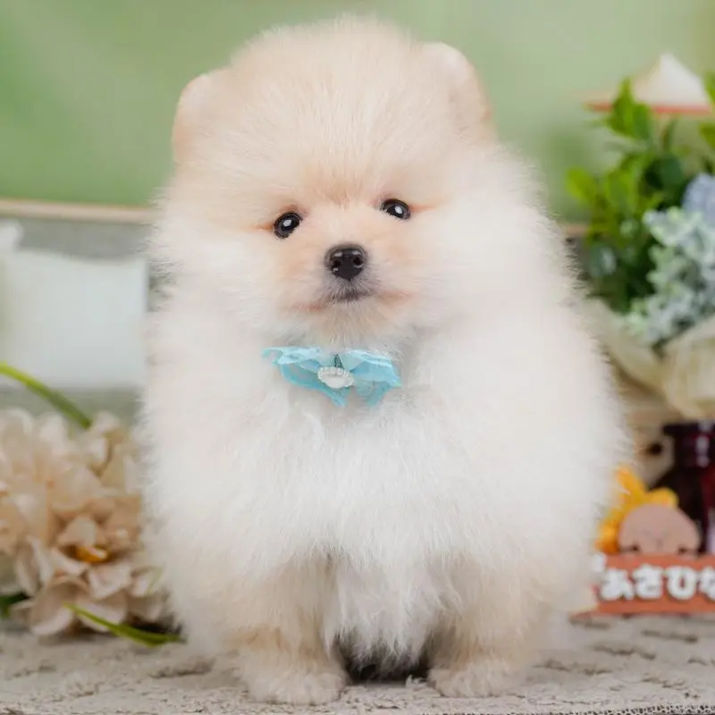 ♂︎ポメラニアン