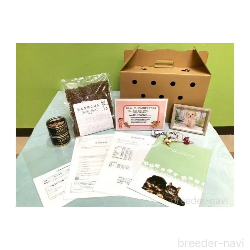 成約済の神奈川県のポメラニアン-446792の14枚目