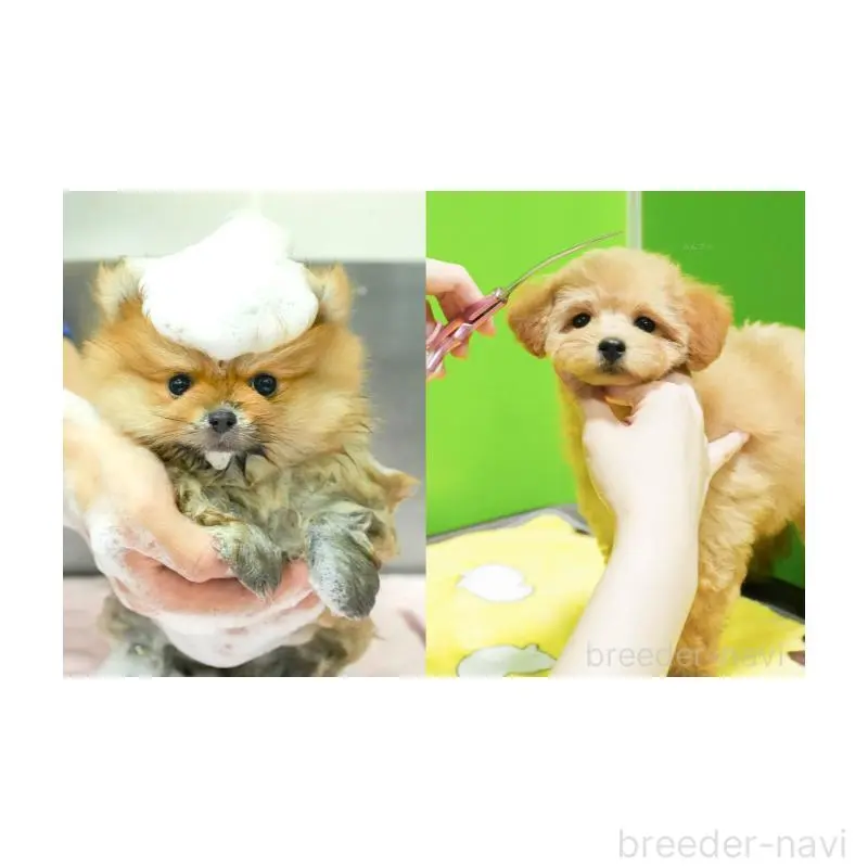 成約済の神奈川県のポメラニアン-446792の12枚目