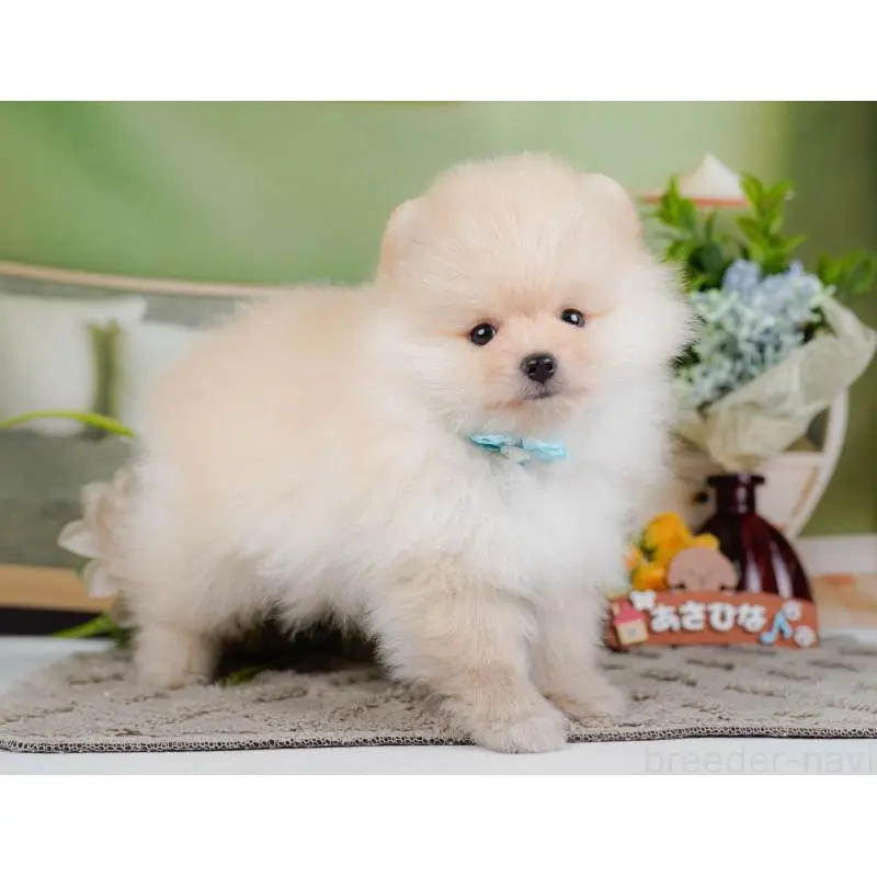 成約済の神奈川県のポメラニアン-446792の10枚目