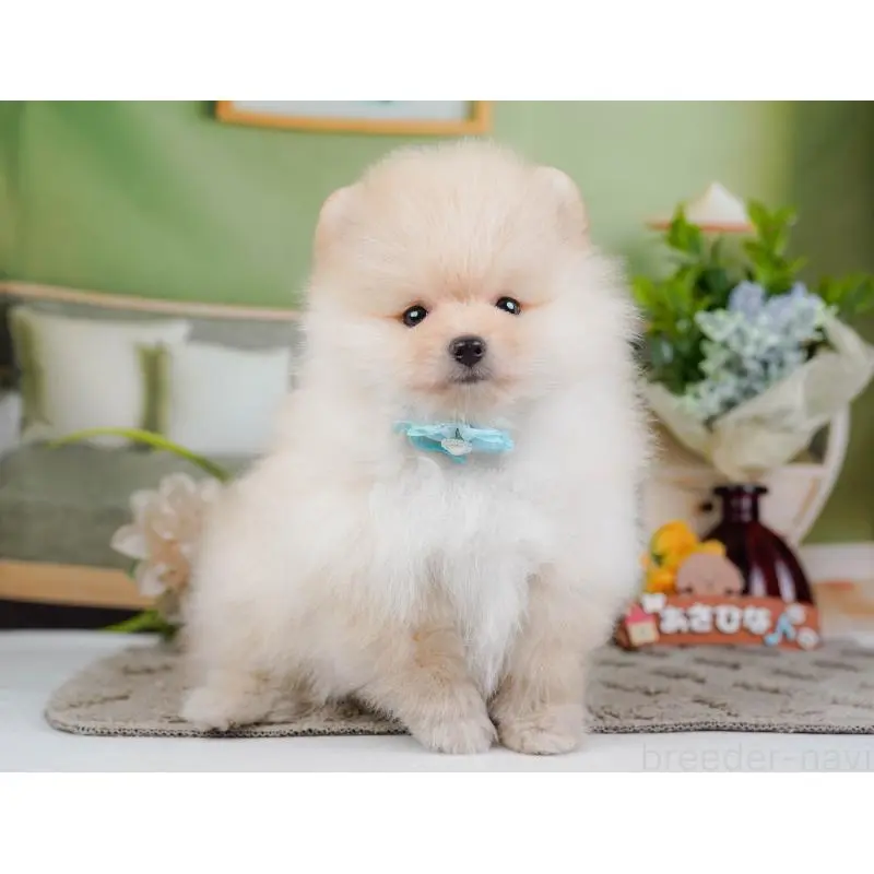 成約済の神奈川県のポメラニアン-446792の9枚目