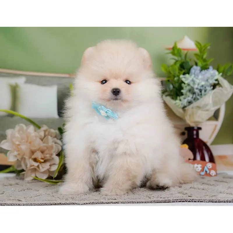 成約済の神奈川県のポメラニアン-446792の8枚目