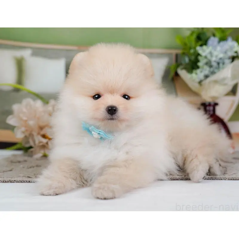 成約済の神奈川県のポメラニアン-446792の7枚目