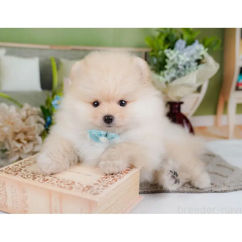 成約済の神奈川県のポメラニアン-446792の6枚目