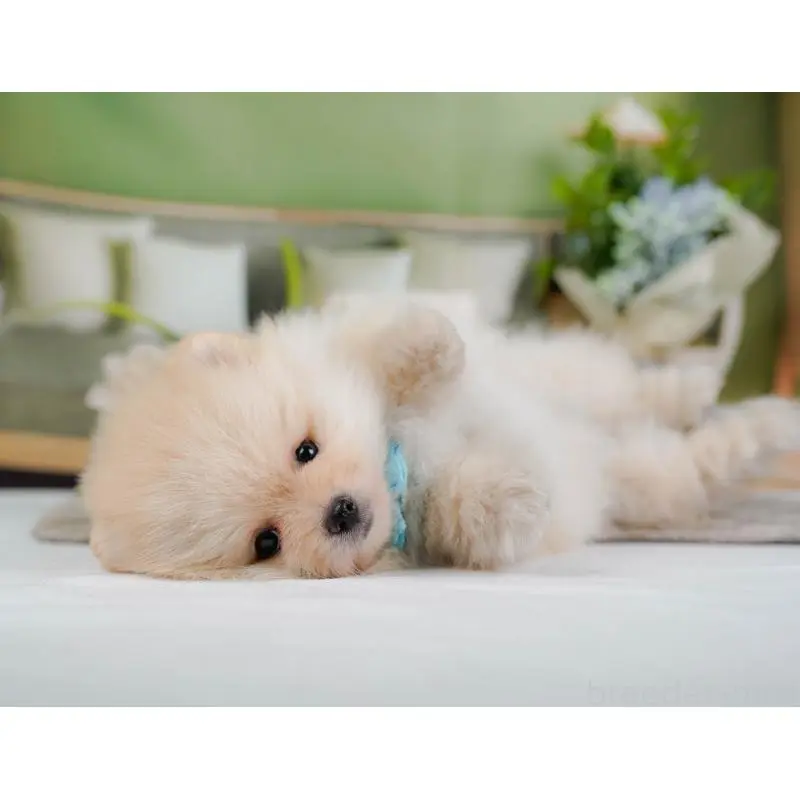 成約済の神奈川県のポメラニアン-446792の5枚目