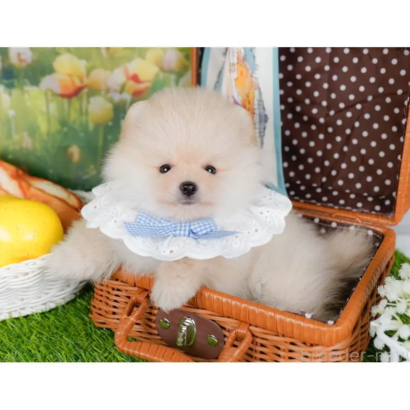 成約済の神奈川県のポメラニアン-446792の4枚目