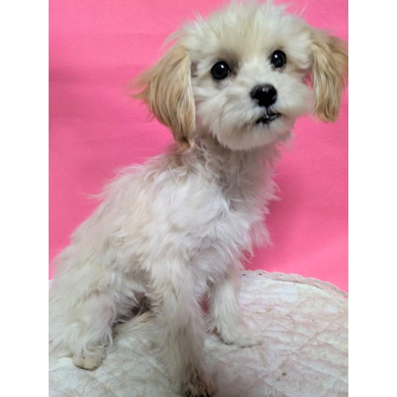 販売中の埼玉県のマルプー:マルチーズ×トイプードル-423399の12枚目