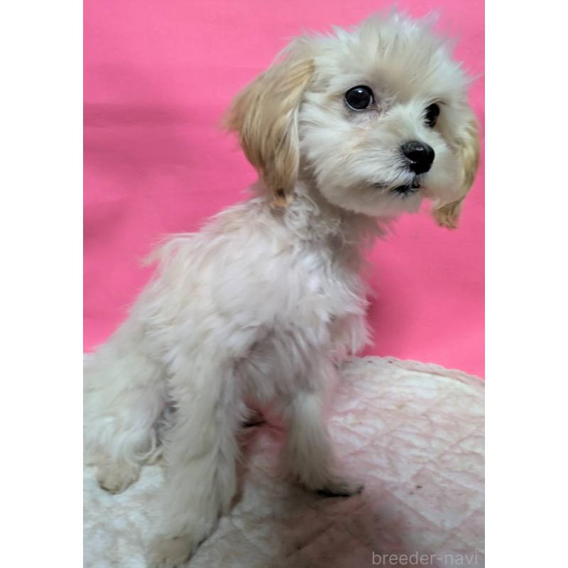 販売中の埼玉県のマルプー:マルチーズ×トイプードル-423399の11枚目