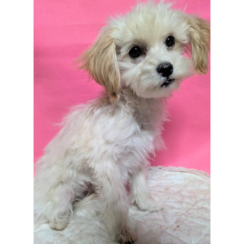 販売中の埼玉県のマルプー:マルチーズ×トイプードル-423399の10枚目