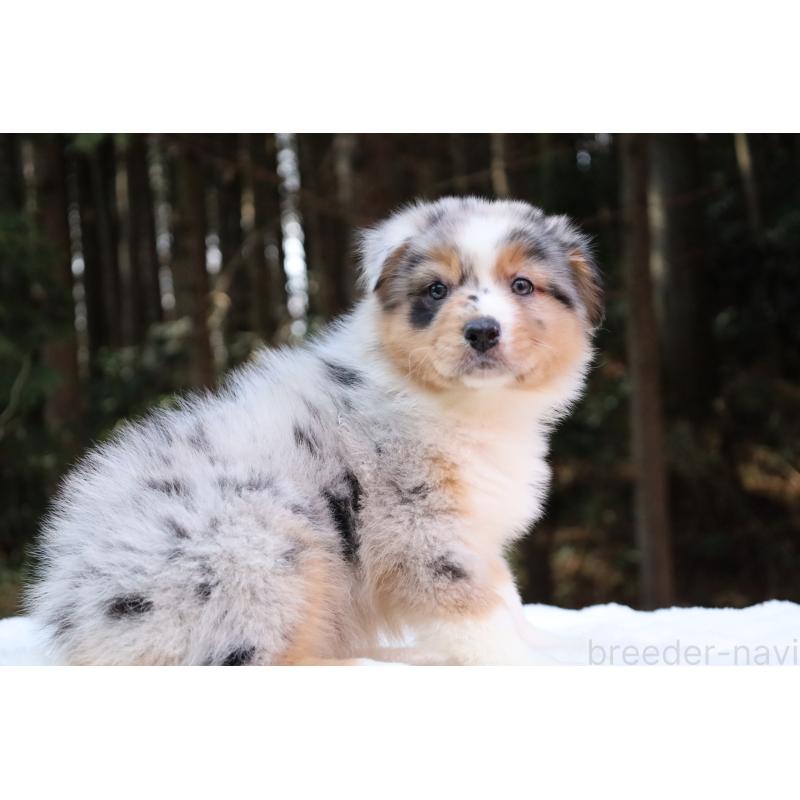 販売中の栃木県のオーストラリアンシェパード-442439の11枚目