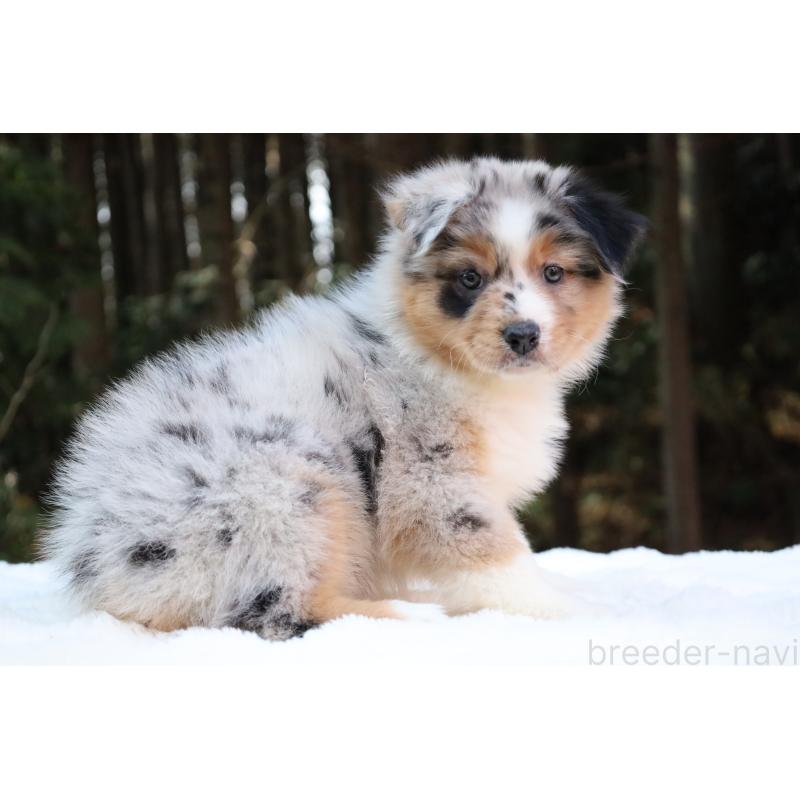 販売中の栃木県のオーストラリアンシェパード-442439の10枚目