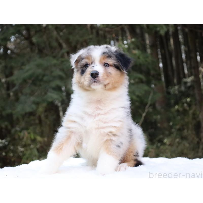 販売中の栃木県のオーストラリアンシェパード-442439の9枚目