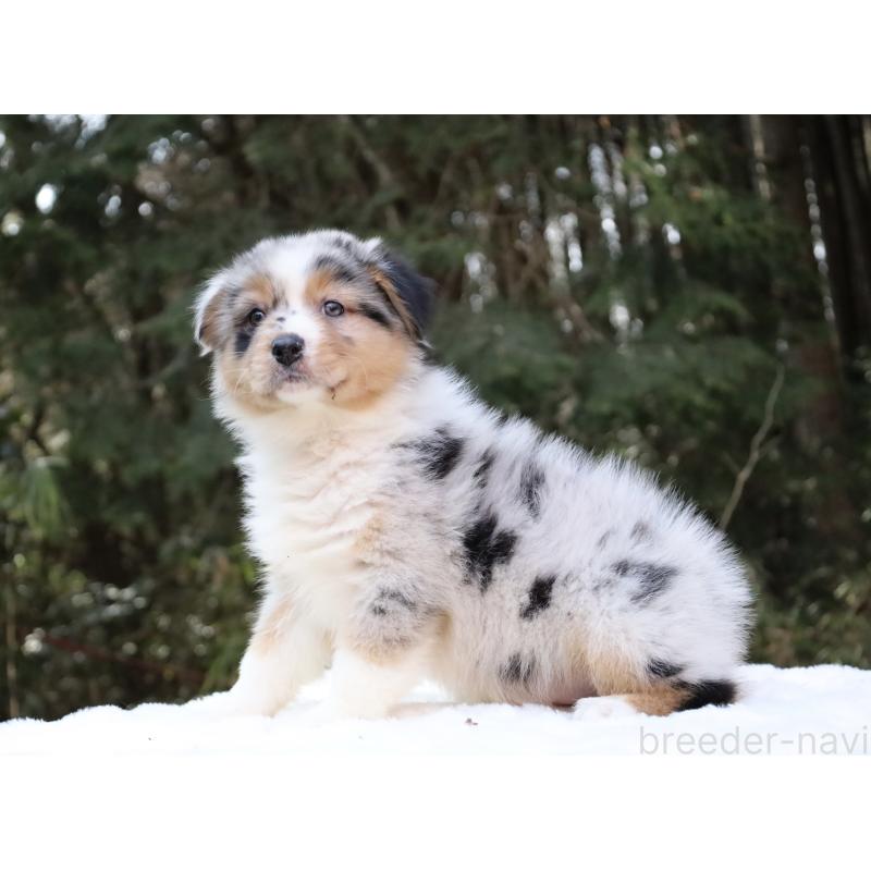 販売中の栃木県のオーストラリアンシェパード-442439の8枚目