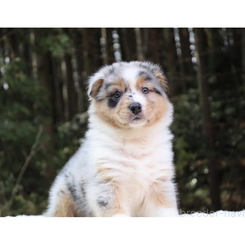 販売中の栃木県のオーストラリアンシェパード-442439の6枚目