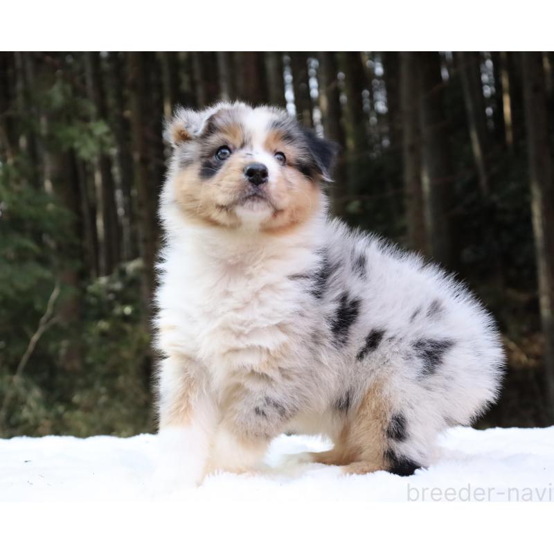 販売中の栃木県のオーストラリアンシェパード-442439の4枚目