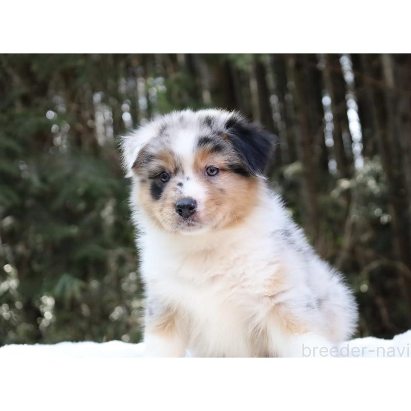 販売中の栃木県のオーストラリアンシェパード-442439の3枚目