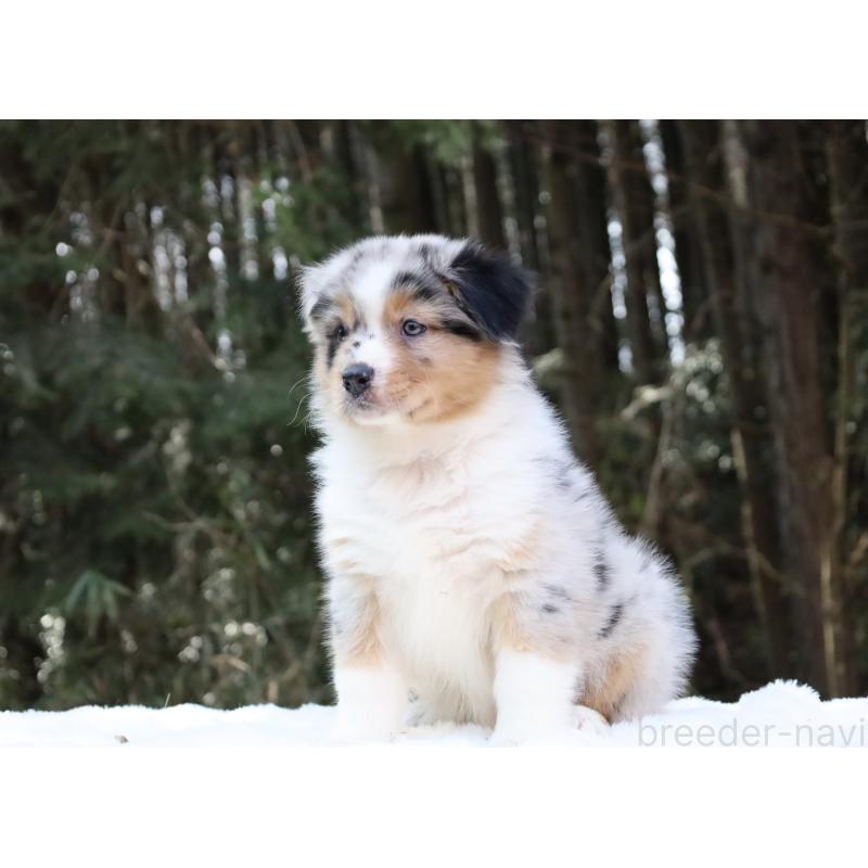 販売中の栃木県のオーストラリアンシェパード-442439の2枚目