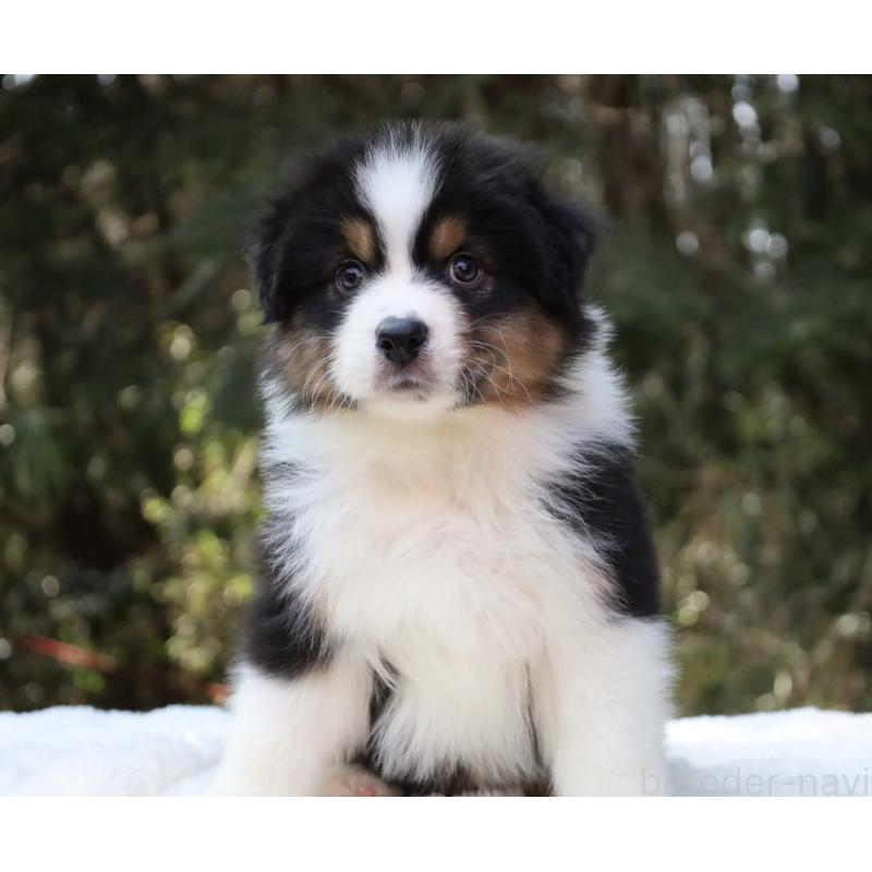 販売中の栃木県のオーストラリアンシェパード-442237の8枚目