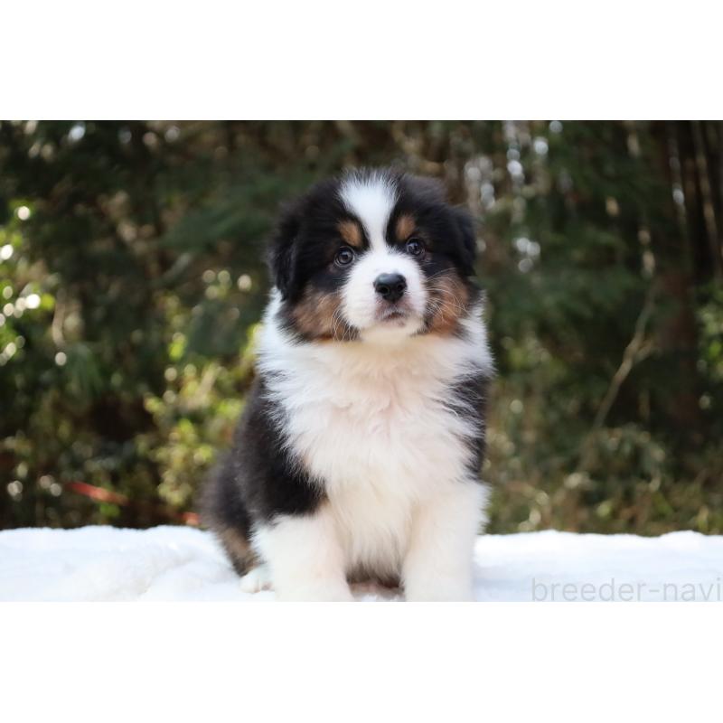 販売中の栃木県のオーストラリアンシェパード-442237の7枚目