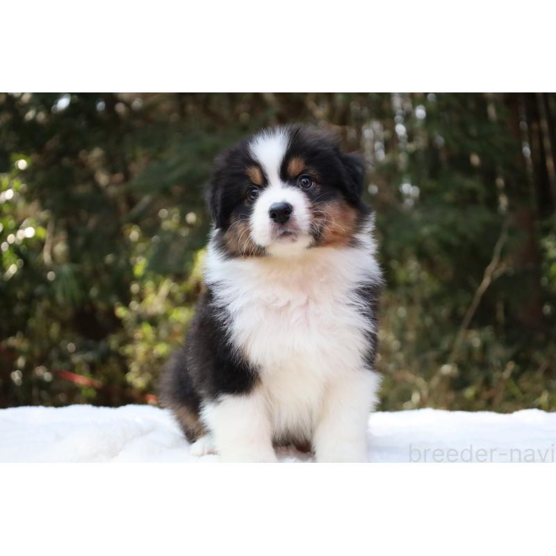 販売中の栃木県のオーストラリアンシェパード-442237の2枚目