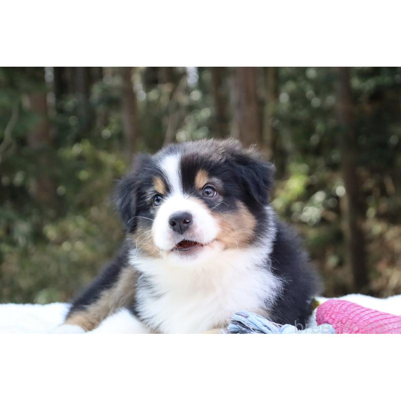 販売中の栃木県のオーストラリアンシェパード-442216の7枚目