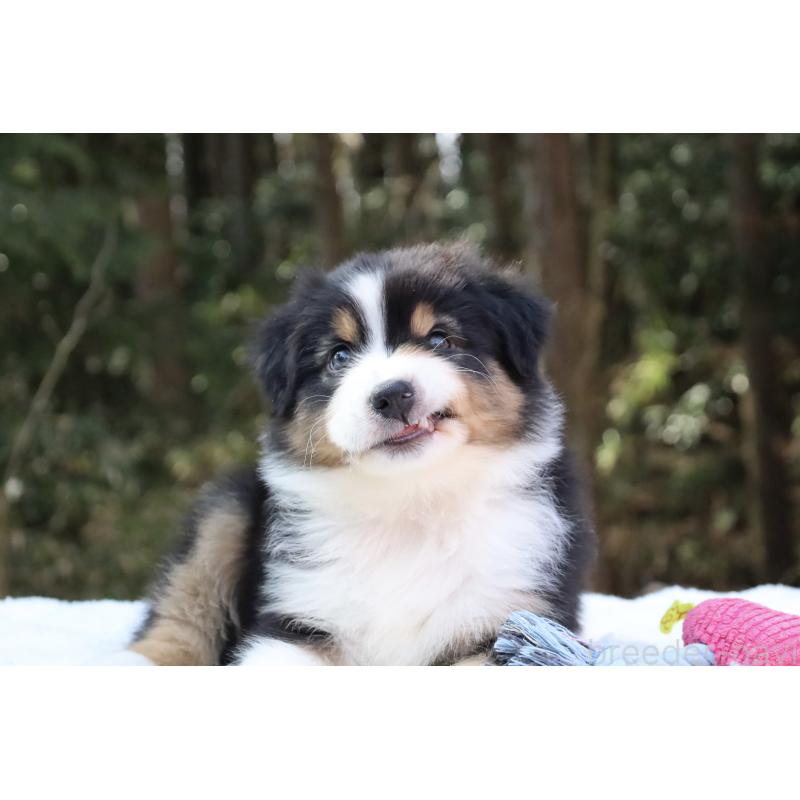 販売中の栃木県のオーストラリアンシェパード-442216の6枚目