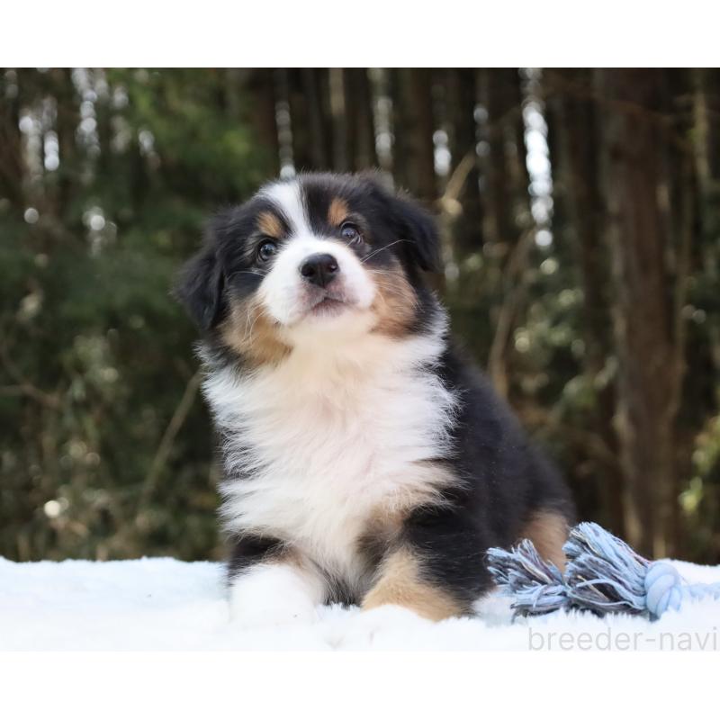 販売中の栃木県のオーストラリアンシェパード-442216の4枚目