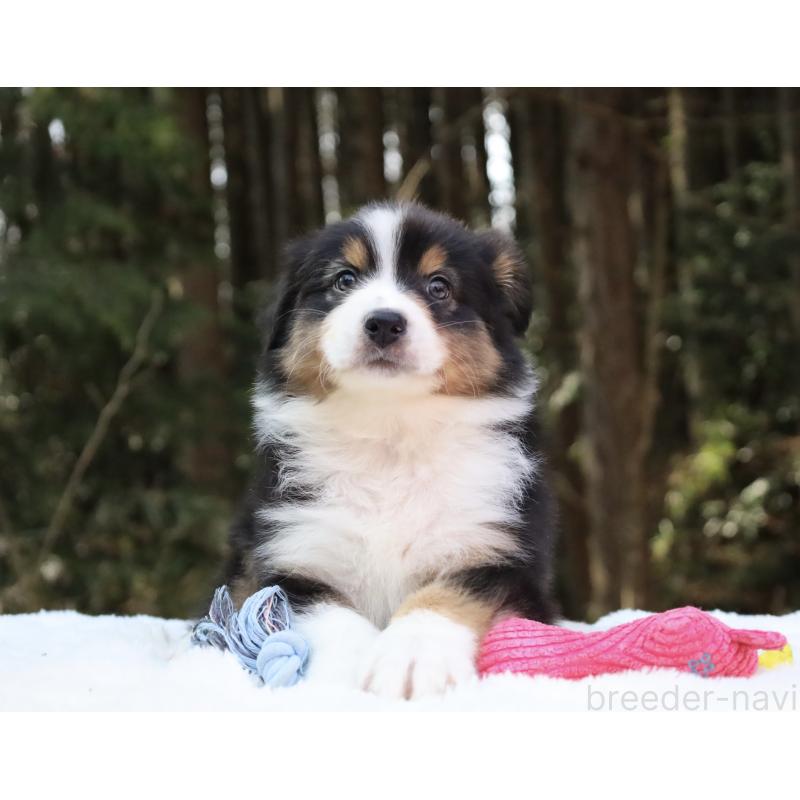 販売中の栃木県のオーストラリアンシェパード-442216の3枚目