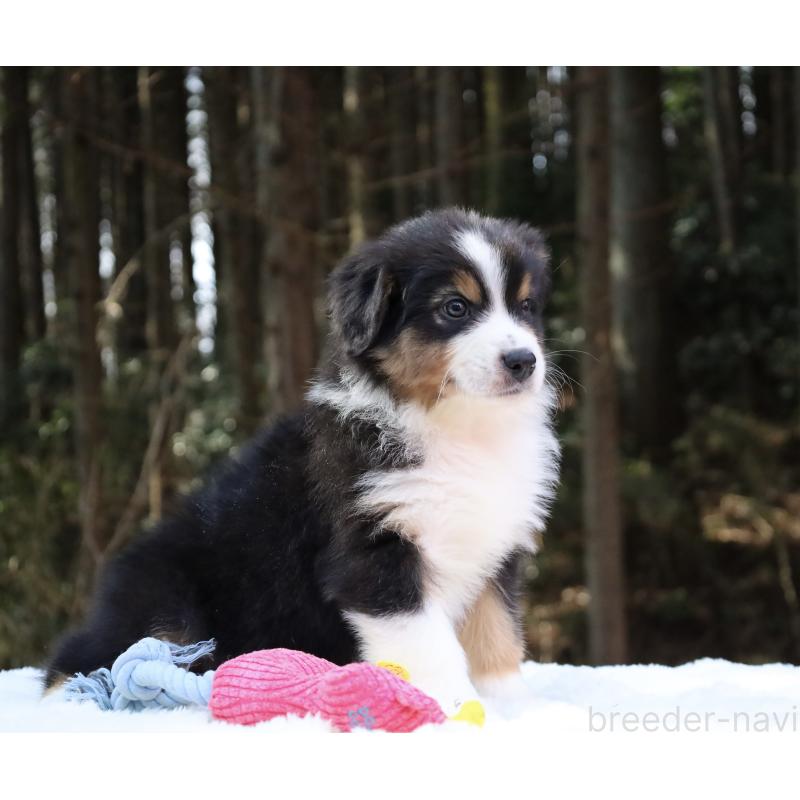 販売中の栃木県のオーストラリアンシェパード-442216の2枚目