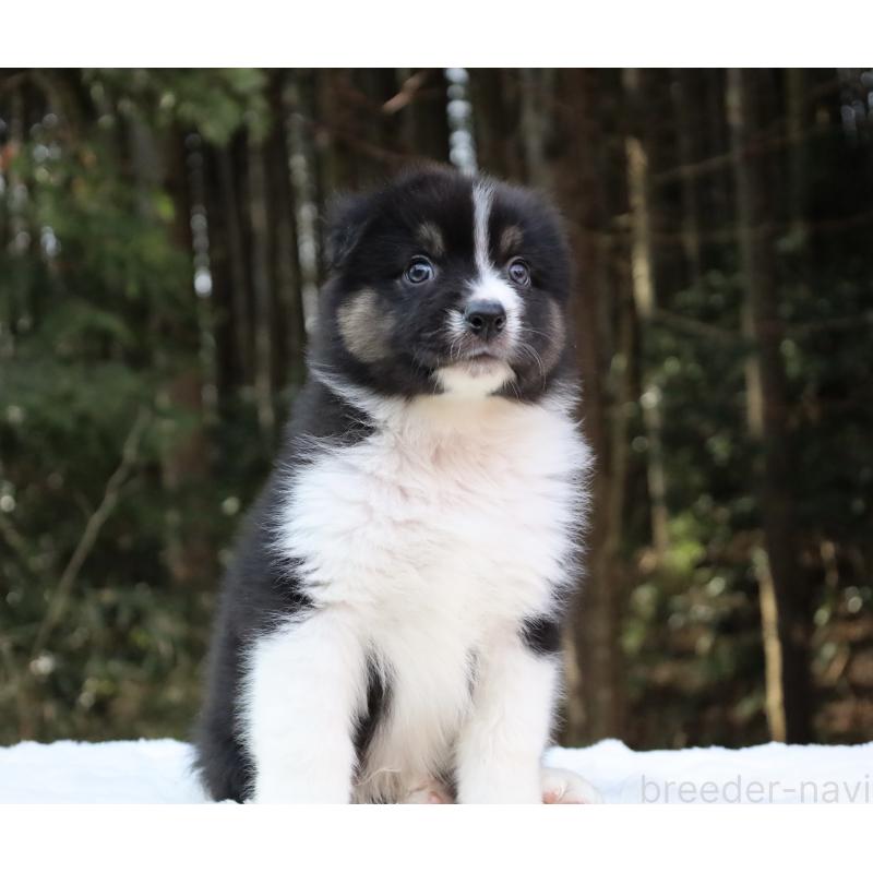 販売中の栃木県のオーストラリアンシェパード-442108の8枚目