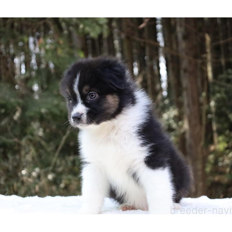 販売中の栃木県のオーストラリアンシェパード-442108の7枚目