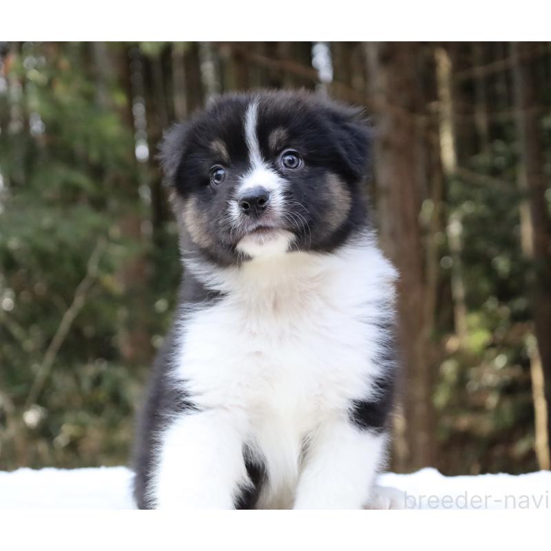 販売中の栃木県のオーストラリアンシェパード-442108の6枚目