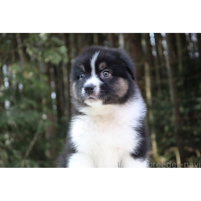 販売中の栃木県のオーストラリアンシェパード-442108の5枚目