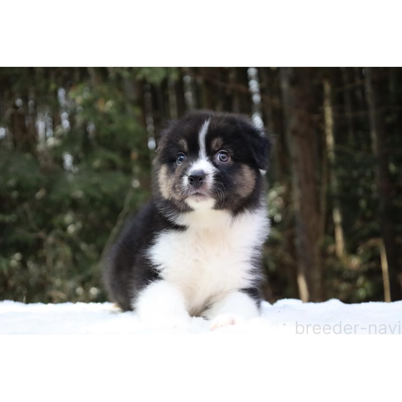 販売中の栃木県のオーストラリアンシェパード-442108の3枚目