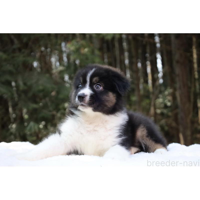 販売中の栃木県のオーストラリアンシェパード-442108の2枚目