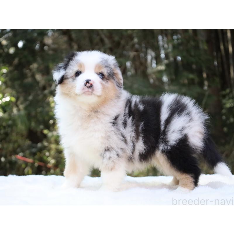 成約済の栃木県のオーストラリアンシェパード-442445の8枚目