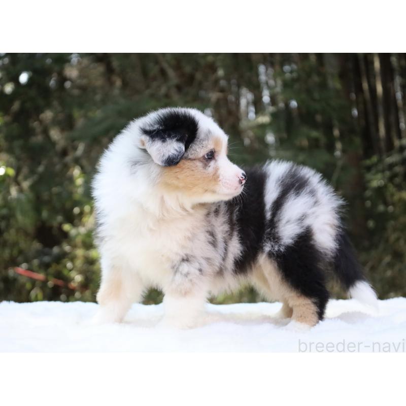 成約済の栃木県のオーストラリアンシェパード-442445の7枚目