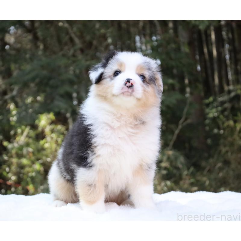 成約済の栃木県のオーストラリアンシェパード-442445の6枚目