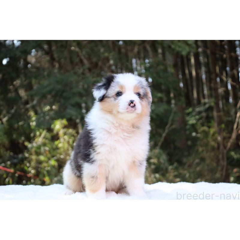 成約済の栃木県のオーストラリアンシェパード-442445の5枚目