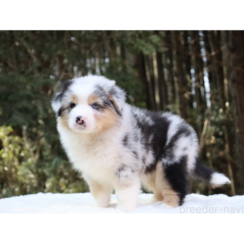 成約済の栃木県のオーストラリアンシェパード-442445の4枚目