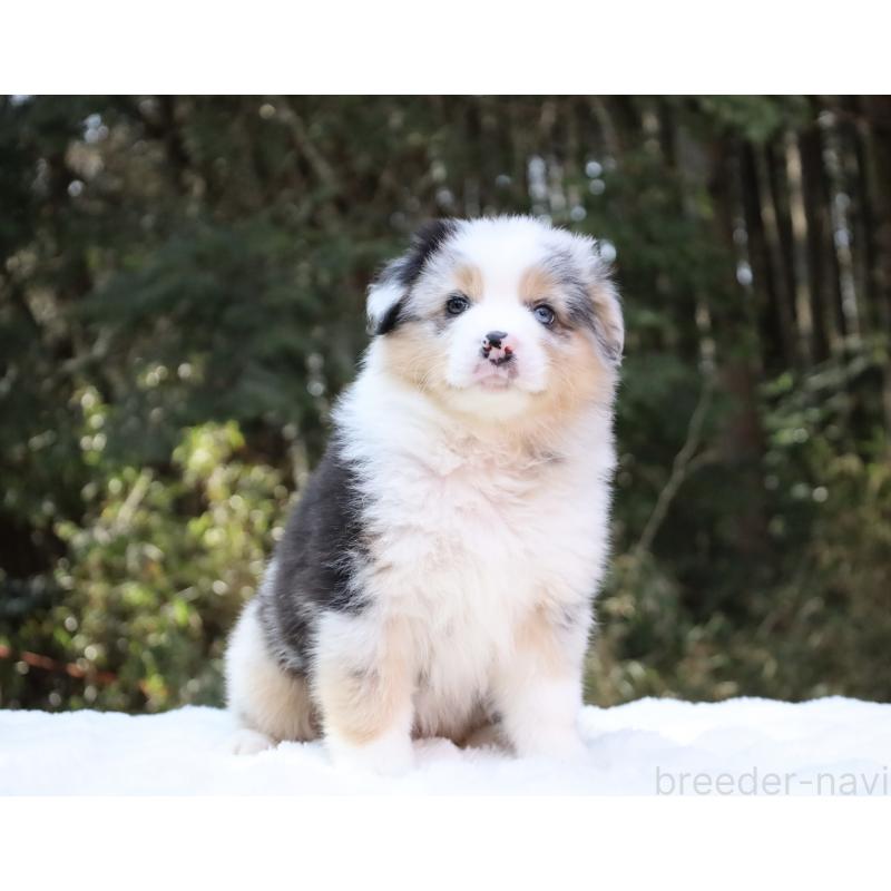 成約済の栃木県のオーストラリアンシェパード-442445の3枚目