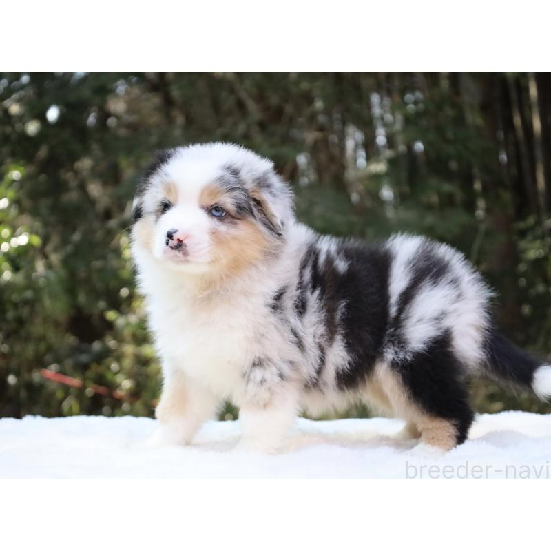 成約済の栃木県のオーストラリアンシェパード-442445の2枚目